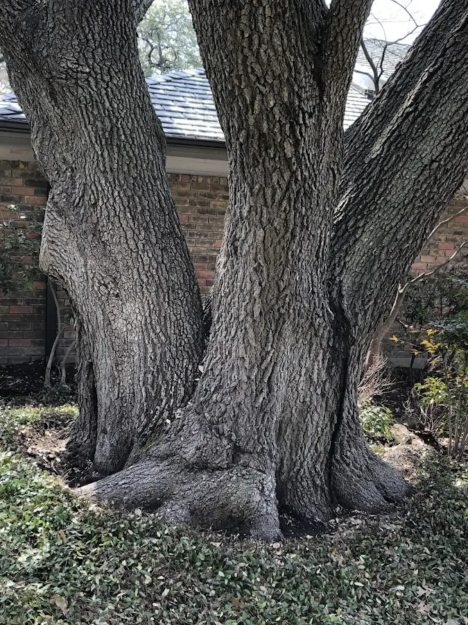 Mature heritage tree close to a Germantown property cared for by certified arborists